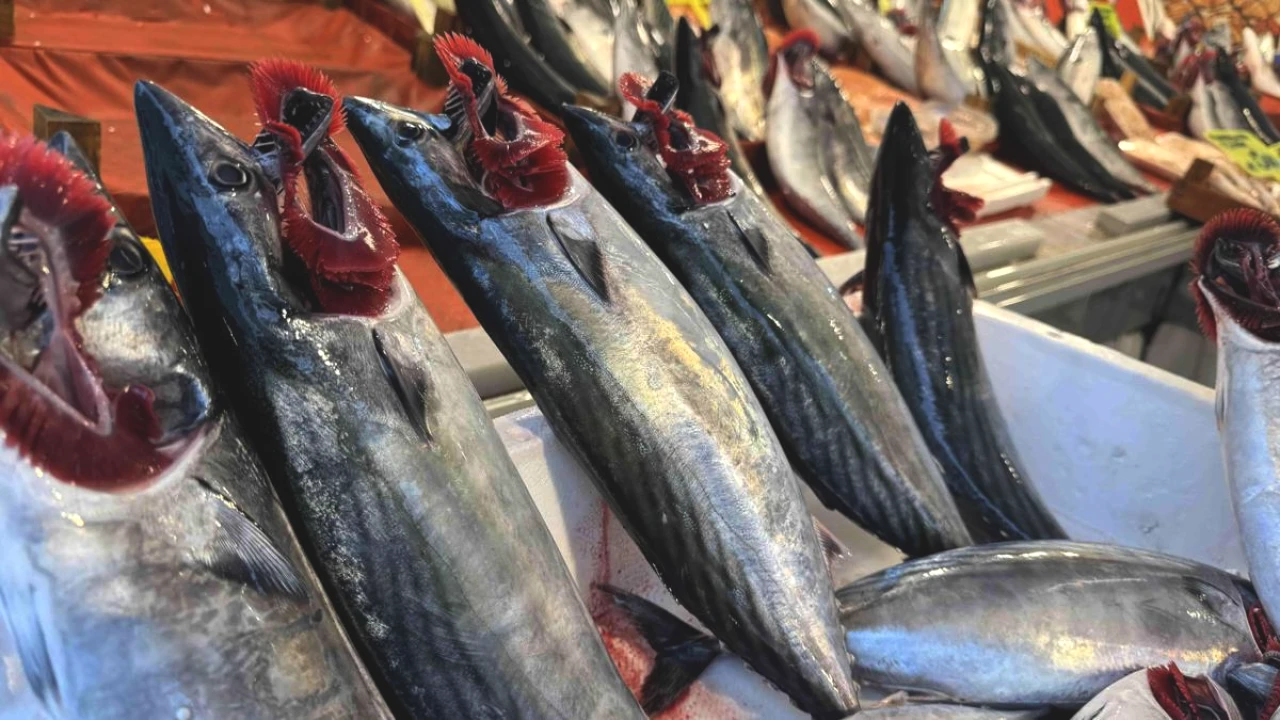 Palamutta Yılların Bolluğu! Halde Tanesi 40-60 Liraya Düştü, Sırada Hamsi Var