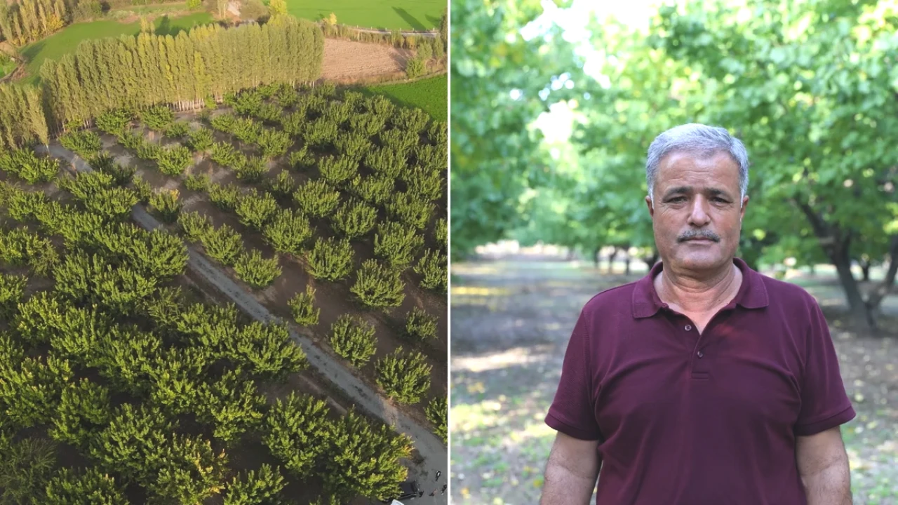 Emekli Olunca Toprağa Döndü! Çorak Araziden Yılda 60 Ton Kayısı Alıyor